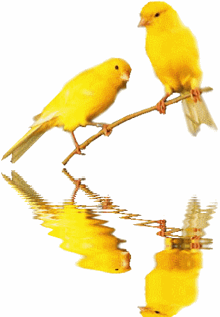 canary